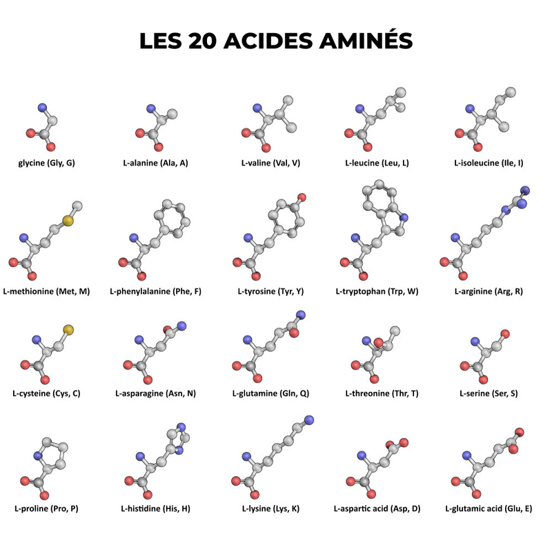 Les protéines (illustration 1)