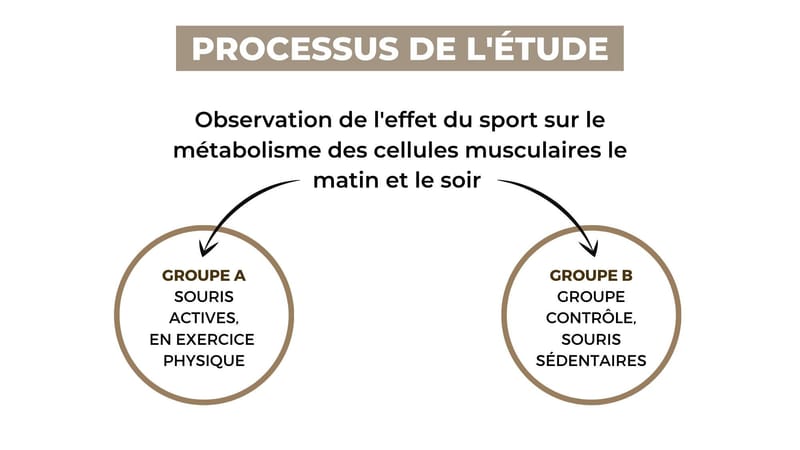 Le moment idéal pour tes trainings ? (illustration 3)